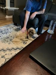 Found/Stray Male Dog last seen Near Jeffery Drive  Huntsville, AL 35806, Huntsville, AL 35806
