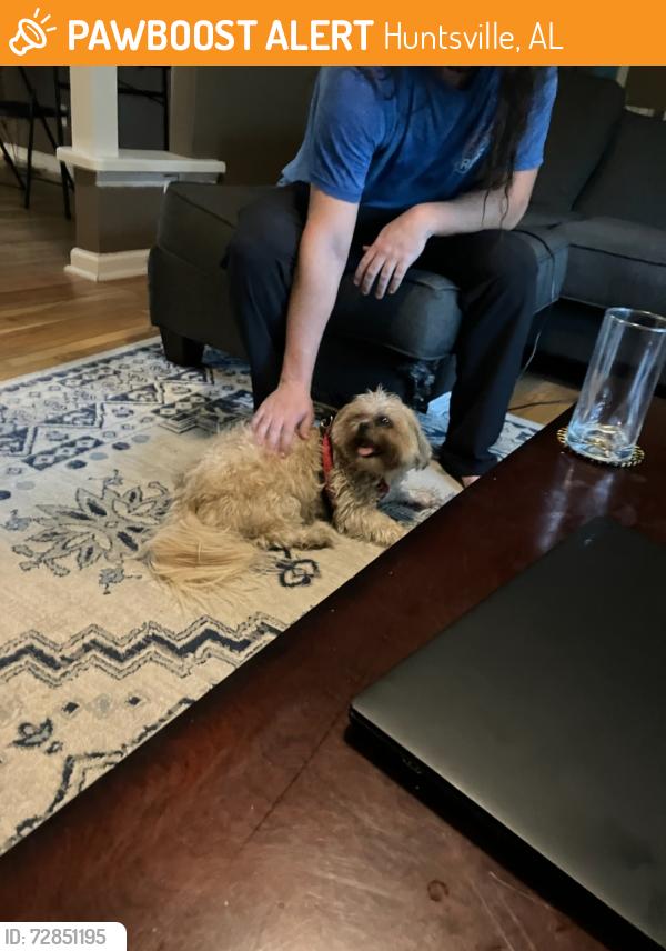 Found/Stray Male Dog last seen Near Jeffery Drive  Huntsville, AL 35806, Huntsville, AL 35806
