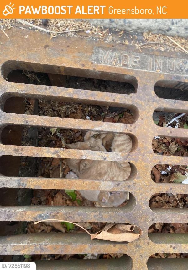 Found/Stray Female Cat last seen Storm Drain across from Drive Thru window, Greensboro, NC 27455