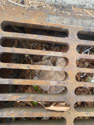 Found/Stray Female Cat last seen Storm Drain across from Drive Thru window, Greensboro, NC 27455