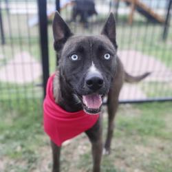 Shelter Stray Female Dog last seen Near BLOCK WAVERLY, San Antonio, TX 78227