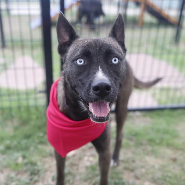 Shelter Stray Female Dog last seen Near BLOCK WAVERLY, San Antonio, TX 78227