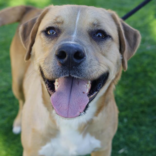 Shelter Stray Male Dog last seen SW 34TH ST, San Antonio, TX 78227