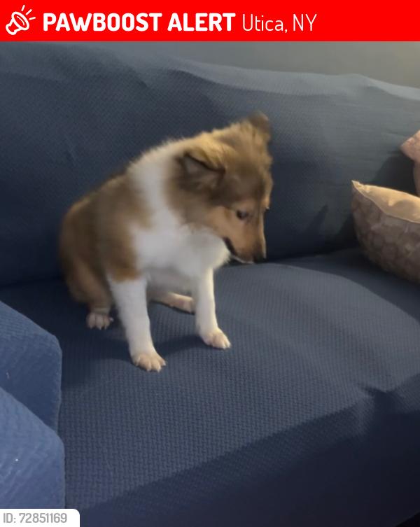 Lost Male Dog last seen Arcadia st, Utica, NY 13502