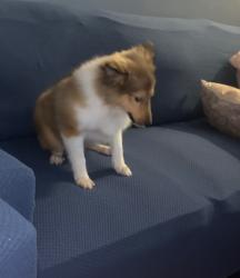 Lost Male Dog last seen Arcadia st, Utica, NY 13502