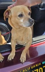 Shelter Stray Male Dog last seen , Los Angeles, CA 90047