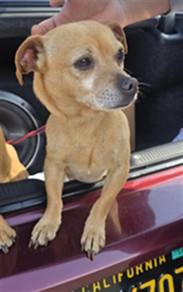 Shelter Stray Male Dog last seen , Los Angeles, CA 90047