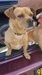 Shelter Stray Male Dog last seen , Los Angeles, CA 90047