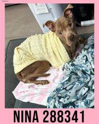 Shelter Stray Female Dog last seen ATLANTIC AVE, Macon, GA 31216