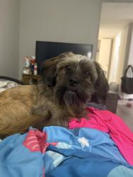 Lost Male Dog last seen Circle k, San Antonio, TX 78214