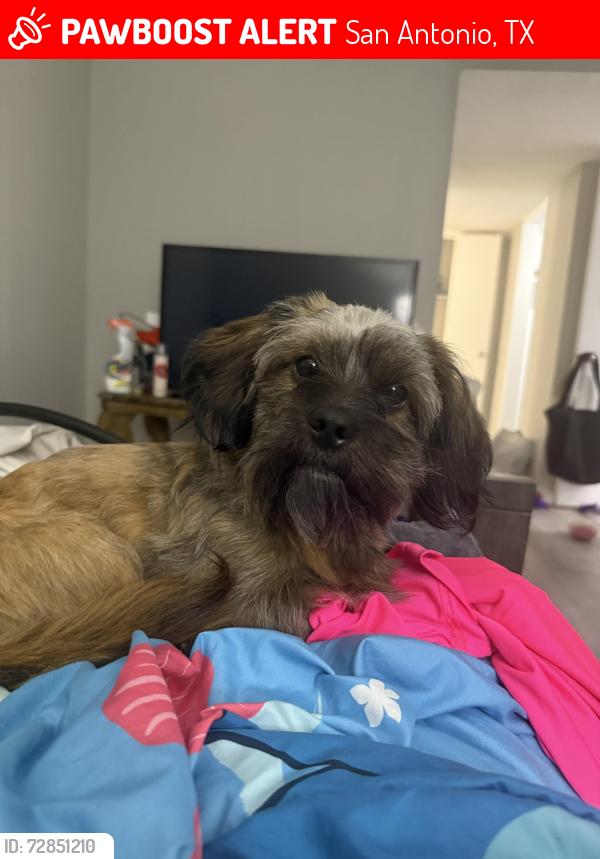 Lost Male Dog last seen Circle k, San Antonio, TX 78214
