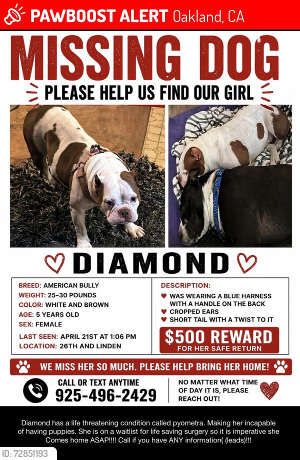Lost Female Dog last seen Near st, Oakland, CA 94607