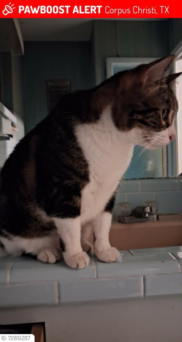 Lost Male Cat last seen Williamson Pl. & Fort Worth St., Corpus Christi, TX 78411