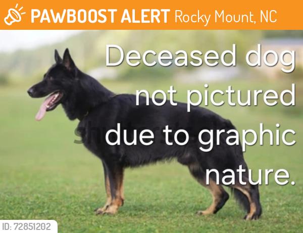 Found/Stray Unknown Dog last seen In the grass between English Rd and N Halifax Rd intersection of Hunter Hill Rd., Rocky Mount, NC 27804