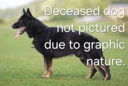 Found/Stray Unknown Dog last seen In the grass between English Rd and N Halifax Rd intersection of Hunter Hill Rd., Rocky Mount, NC 27804