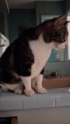 Lost Male Cat last seen Williamson Pl. & Fort Worth St., Corpus Christi, TX 78411