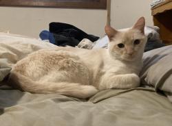 Lost Female Cat last seen Near 27th Ave S, Minneapolis, MN 55406