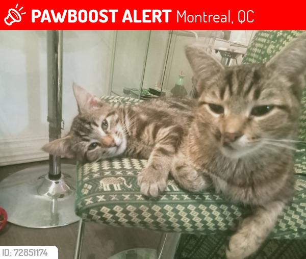Lost Female Cat last seen Fullum et rue Rouen, Montreal, QC 