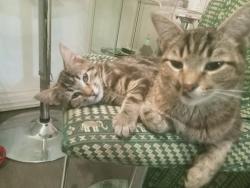 Lost Female Cat last seen Fullum et rue Rouen, Montreal, QC 