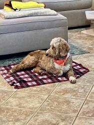 Lost Female Dog last seen Route 46 and Tobin Lane, Cortland, OH 44410