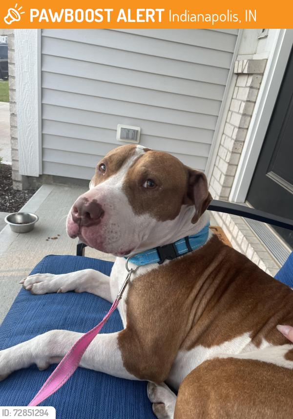 Found/Stray Male Dog last seen Near street, Indianapolis, IN 46235