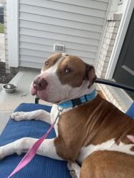 Found/Stray Male Dog last seen Near street, Indianapolis, IN 46235