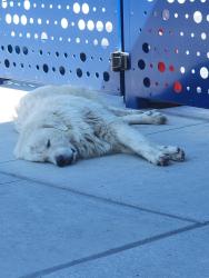 Found/Stray Unknown Dog last seen S. King St and Potomac Ave, Kern County, CA 93306