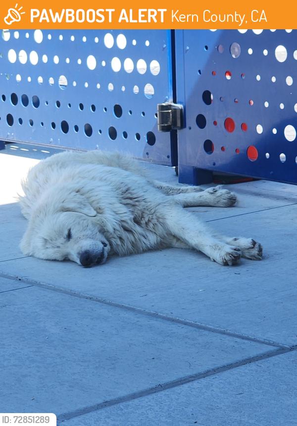 Found/Stray Unknown Dog last seen S. King St and Potomac Ave, Kern County, CA 93306