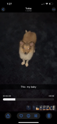 Lost Male Dog last seen Gilmore village , Utica, NY 13502