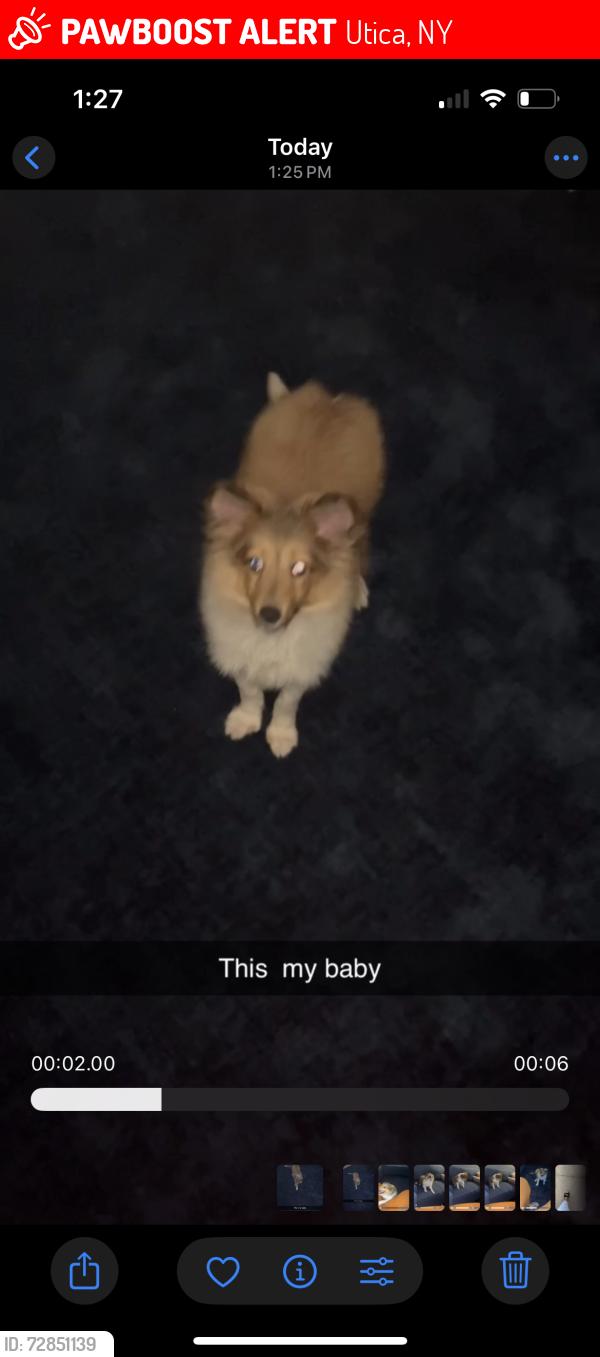 Lost Male Dog last seen Gilmore village , Utica, NY 13502