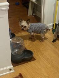 Lost Male Dog last seen Cascade Road and New Hope Road, Atlanta, GA 30311