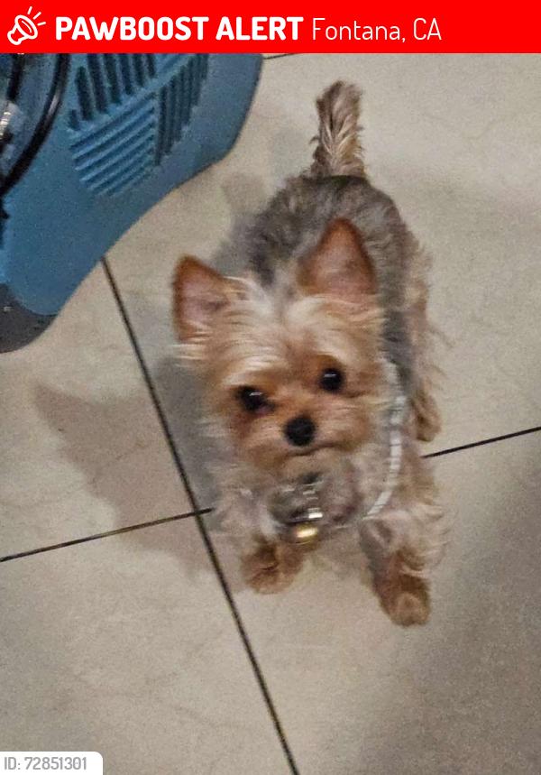 Lost Male Dog last seen Miller Ave and Almeria Ave , Fontana, CA 92336