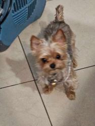 Lost Male Dog last seen Miller Ave and Almeria Ave , Fontana, CA 92336
