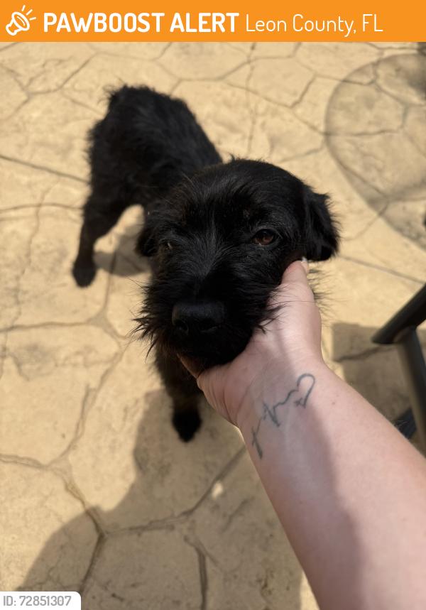 Found/Stray Female Dog last seen Old bainbridge, Leon County, FL 32303