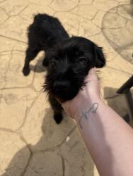 Found/Stray Female Dog last seen Old bainbridge, Leon County, FL 32303