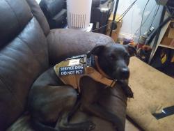 Lost Male Dog last seen Hwy 129.    I85, Wellford, SC 29385