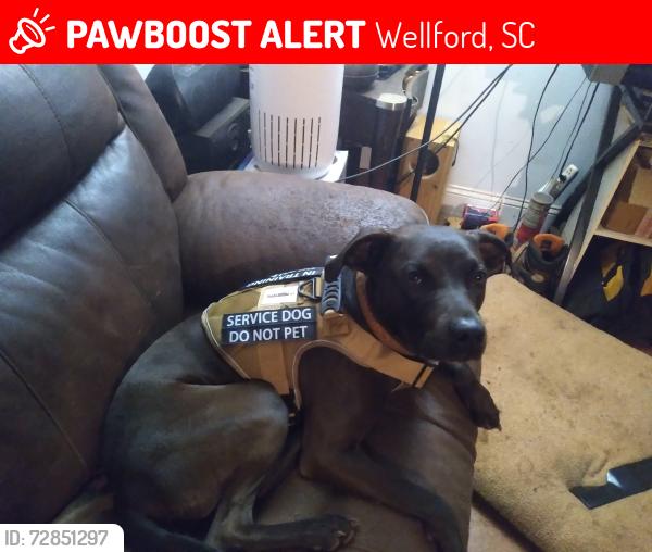 Lost Male Dog last seen Hwy 129.    I85, Wellford, SC 29385