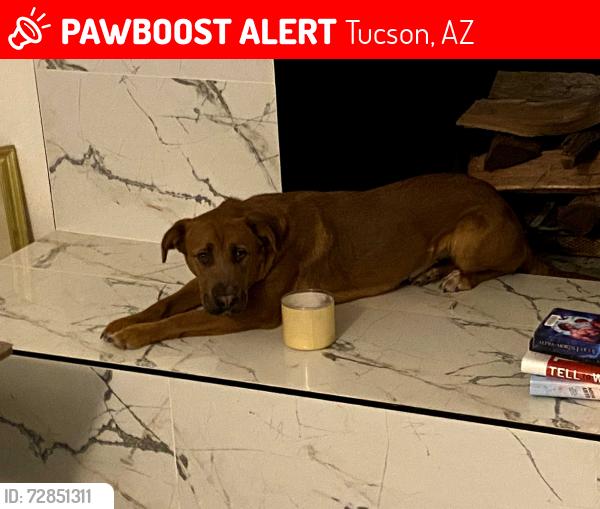 Lost Female Dog last seen Park and campbell, Tucson, AZ 85714