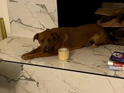 Lost Female Dog last seen Park and campbell, Tucson, AZ 85714