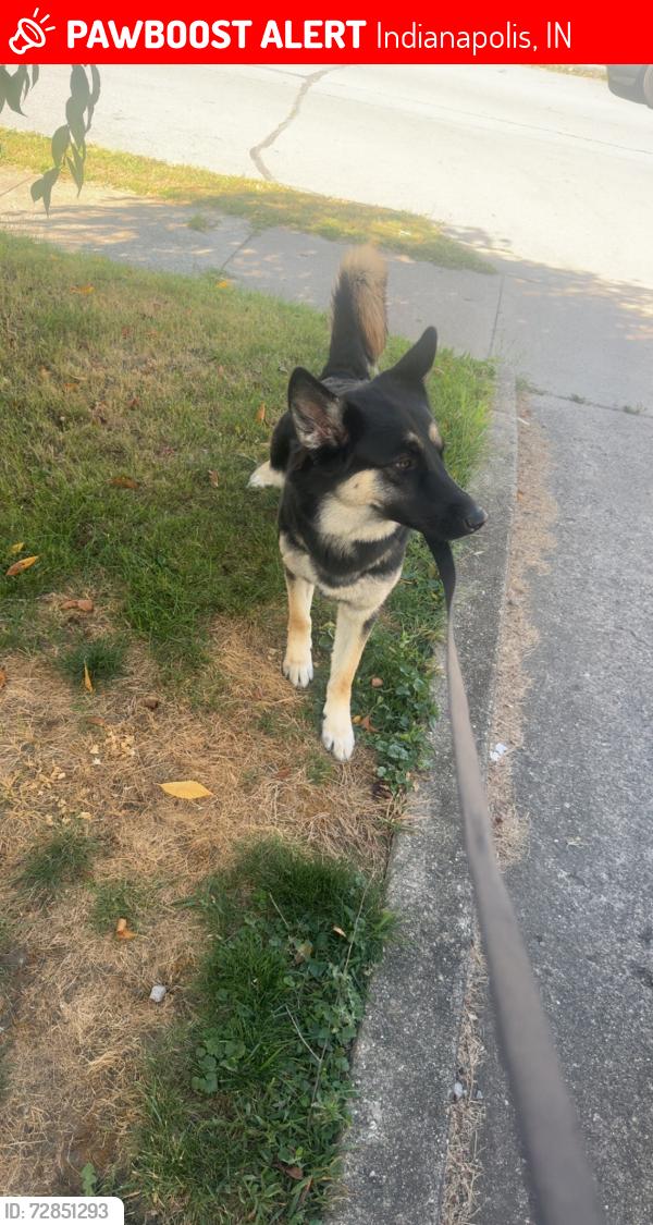 Lost Male Dog last seen Girls school rd and 10th st, Indianapolis, IN 46214