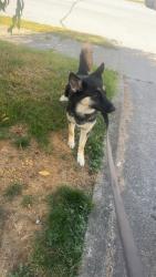 Lost Male Dog last seen Girls school rd and 10th st, Indianapolis, IN 46214