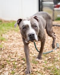 Shelter Stray Male Dog last seen , GA , Atlanta, GA 30341