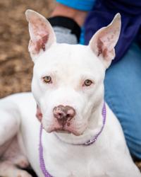 Shelter Stray Male Dog last seen Near Randall AveLithonia, GA 30058, 30058, GA, Atlanta, GA 30341