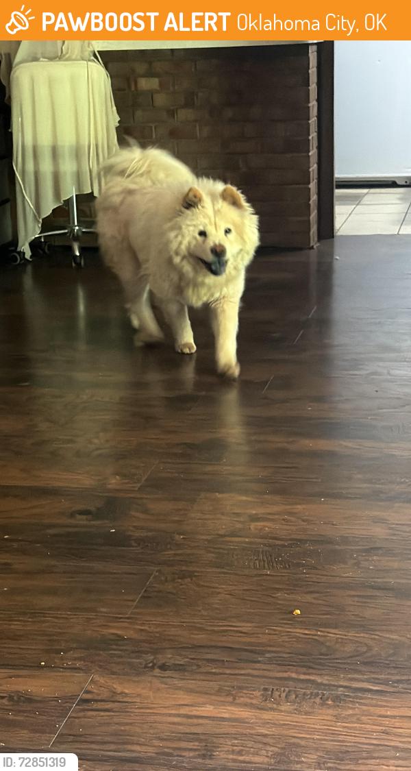 Found/Stray Female Dog last seen Occ , Oklahoma City, OK 73102