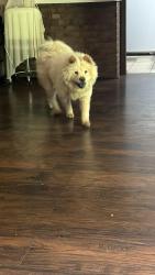 Found/Stray Female Dog last seen Occ , Oklahoma City, OK 73102