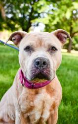Shelter Stray Female Dog last seen Yakima, WA 98901, Yakima, WA 98901