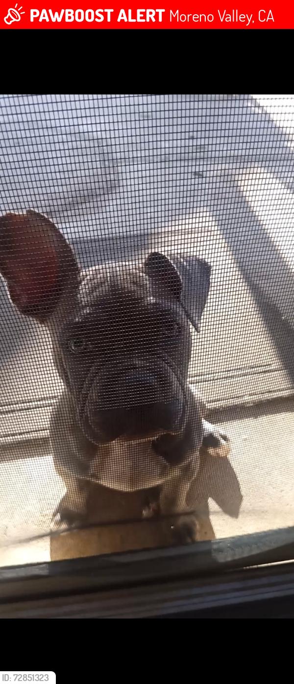 Lost Male Dog last seen Dracea and heacock, Moreno Valley, CA 92553