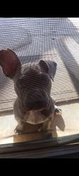 Lost Male Dog last seen Dracea and heacock, Moreno Valley, CA 92553