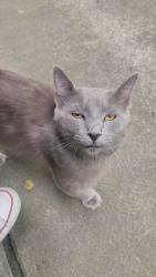 Found/Stray Male Cat last seen the palms apmts, across from calexpo, Sacramento, CA 95815