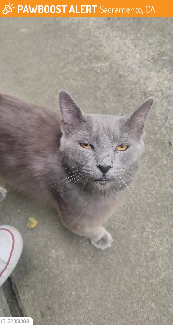 Found/Stray Male Cat last seen the palms apmts, across from calexpo, Sacramento, CA 95815